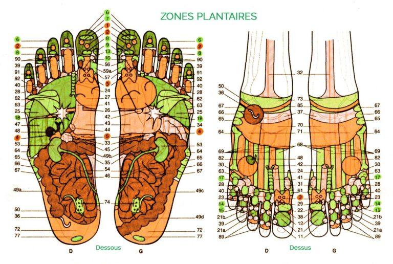 Zones plantaires des pieds - Réflexologie